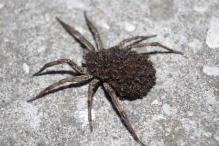 Hogna radiata