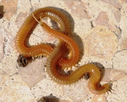 2 Chilopoda
