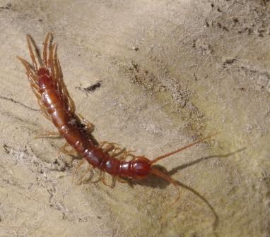2 Chilopoda