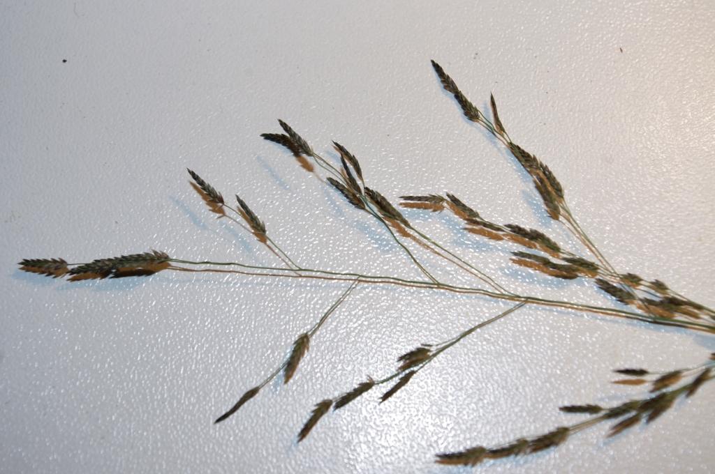 Eragrostis pilosa