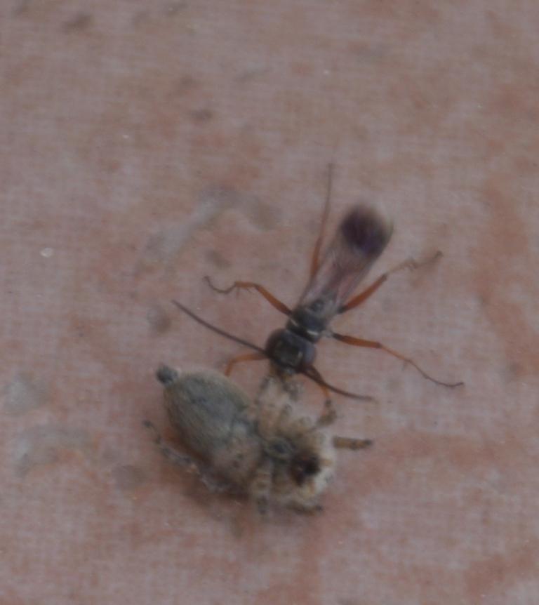 Pompilidae preda un salticide