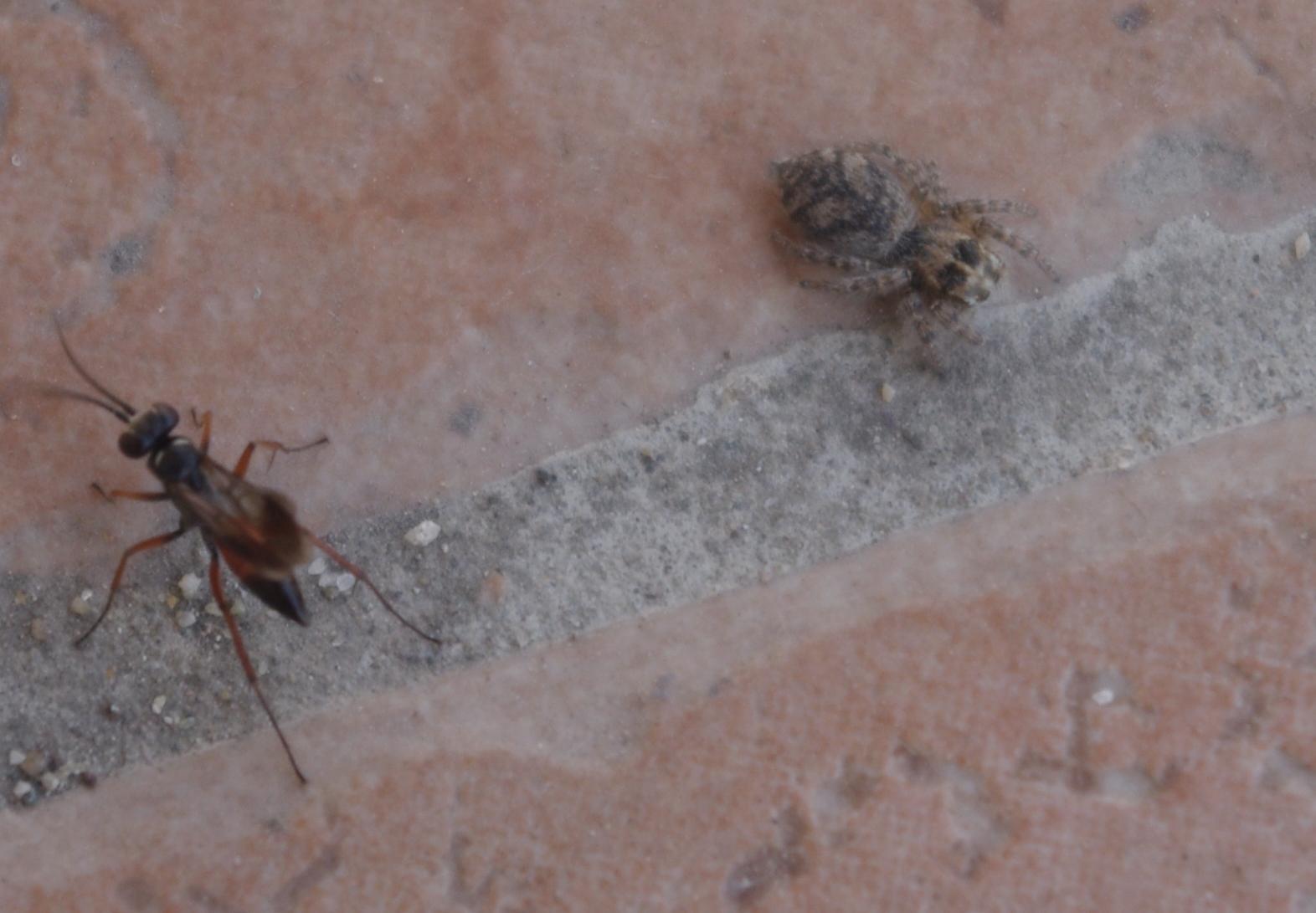 Pompilidae preda un salticide