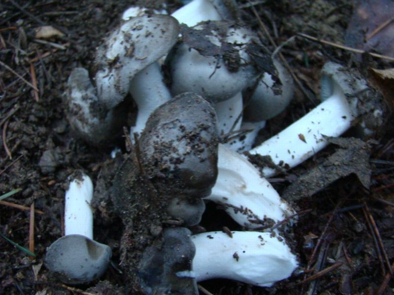 alla ricerca dei dormienti