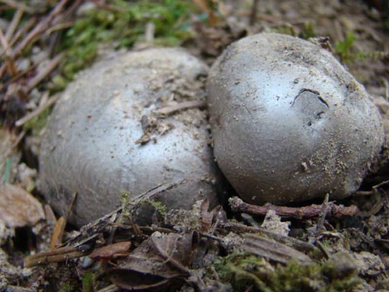 alla ricerca dei dormienti
