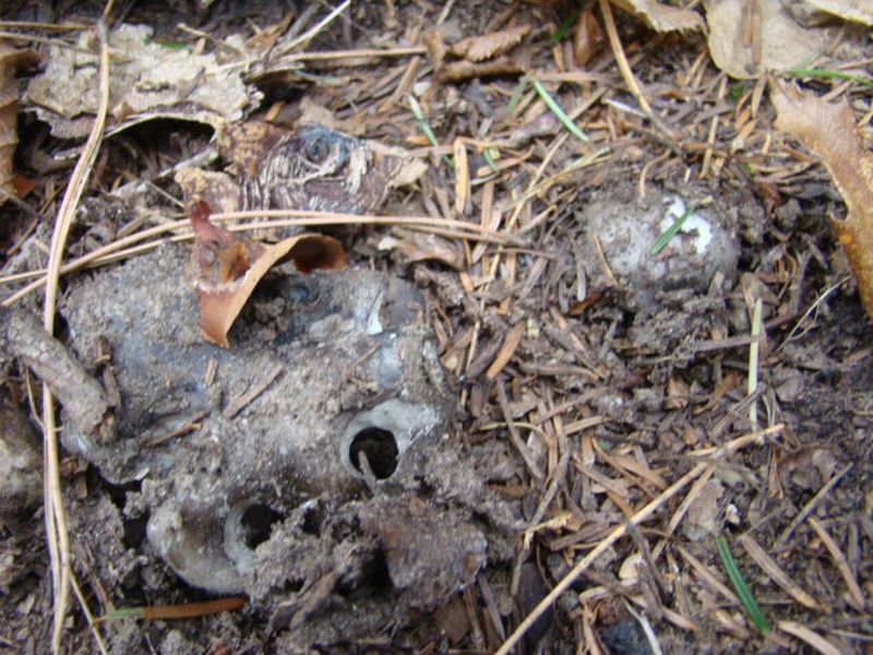 alla ricerca dei dormienti