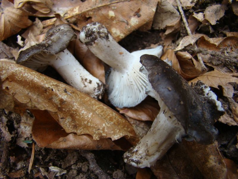 alla ricerca dei dormienti