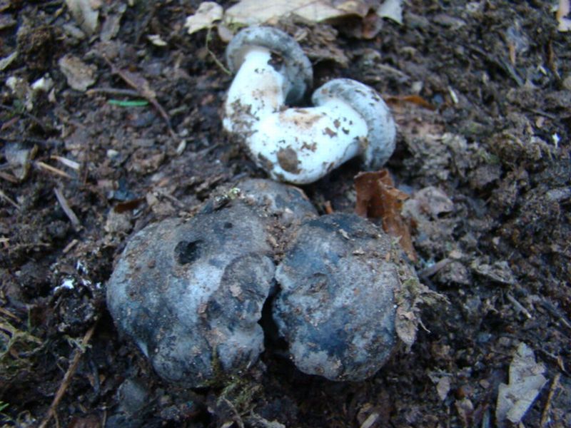 alla ricerca dei dormienti