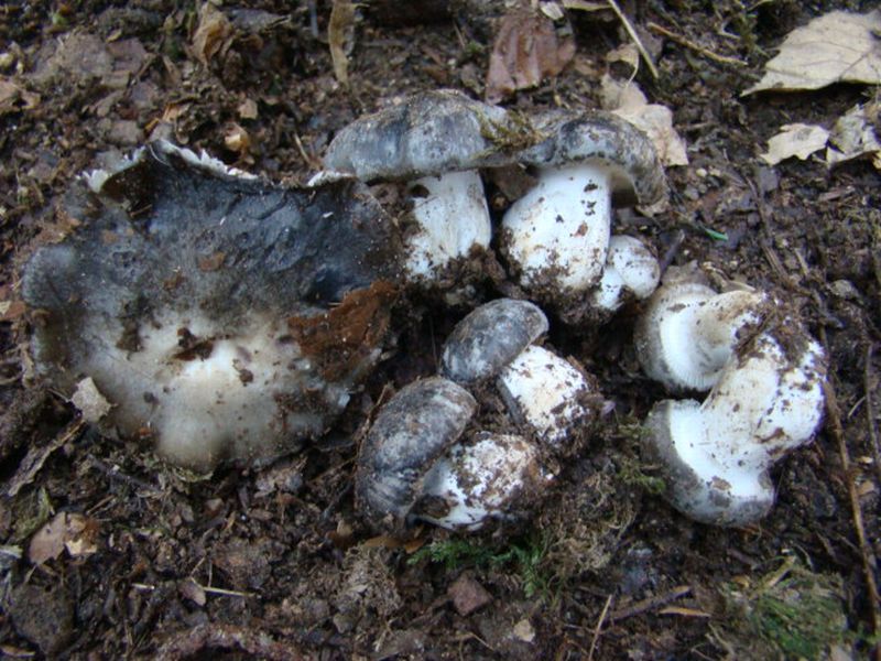 alla ricerca dei dormienti