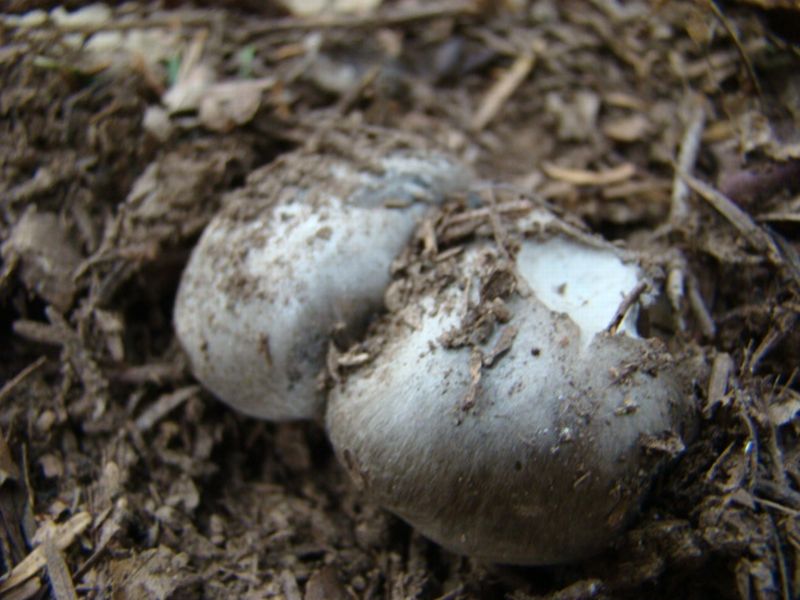 alla ricerca dei dormienti