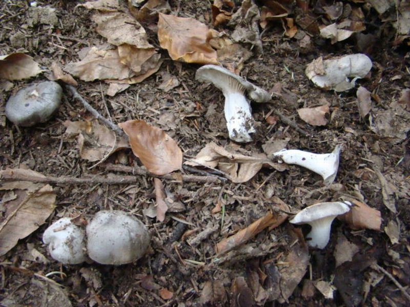 alla ricerca dei dormienti