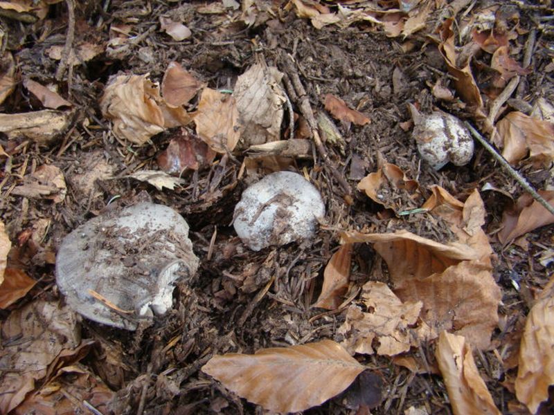 alla ricerca dei dormienti