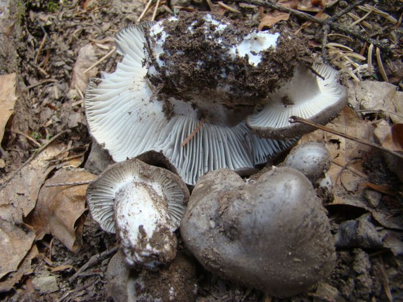 alla ricerca dei dormienti