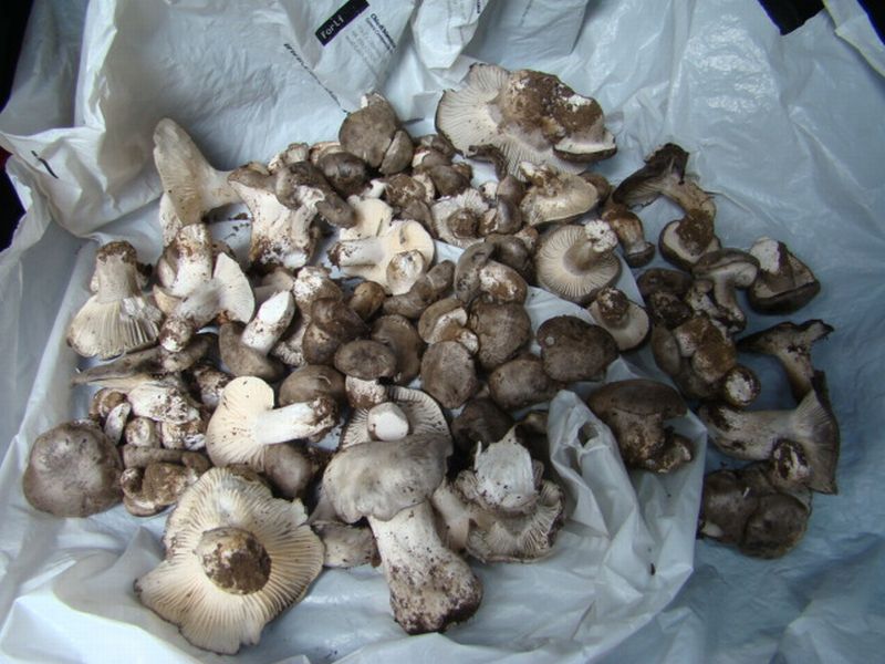 alla ricerca dei dormienti