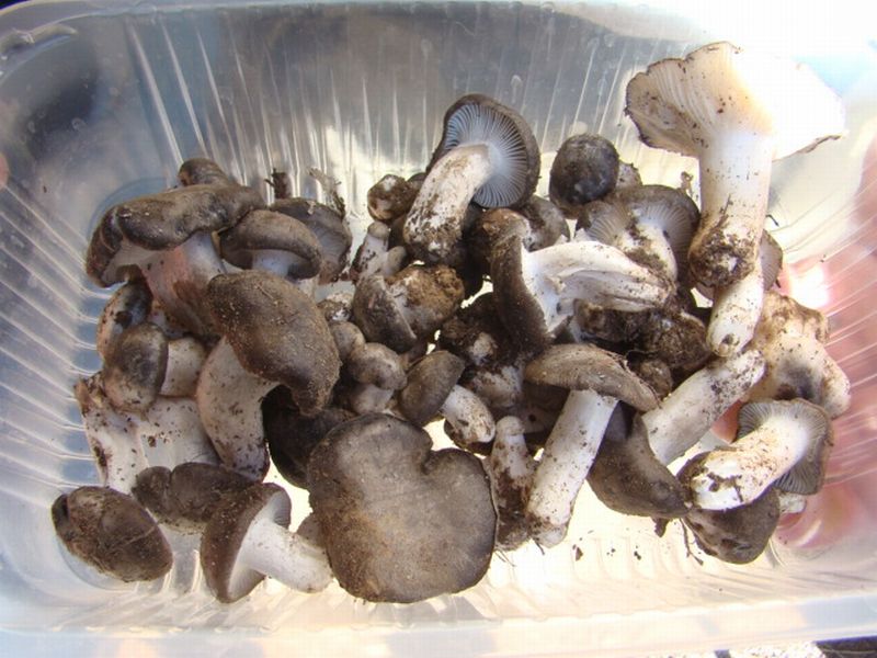 alla ricerca dei dormienti