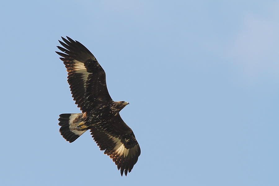 Aquila reale