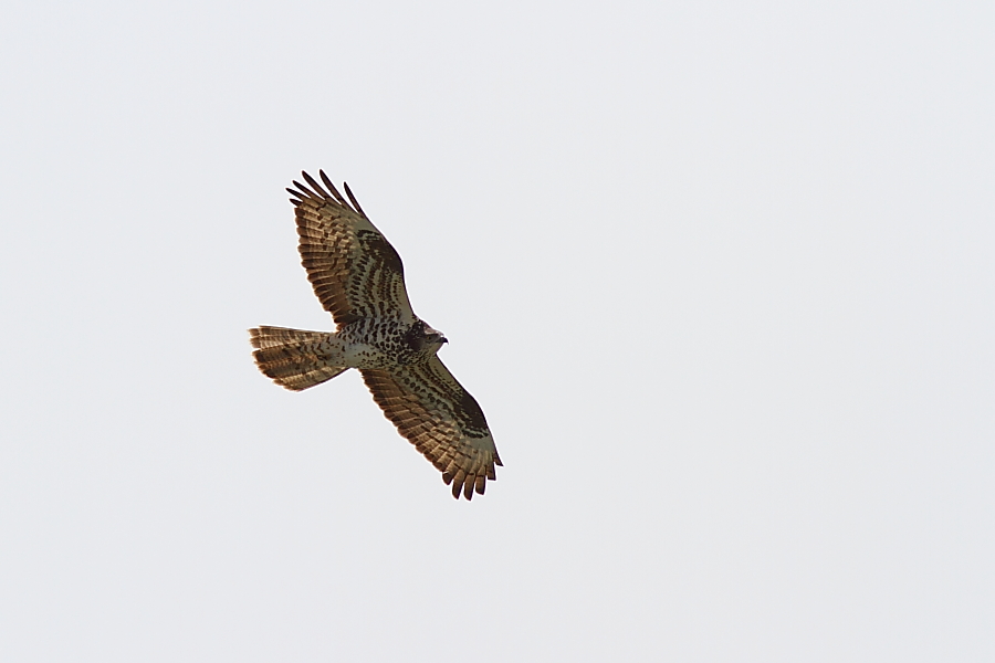 Falco pecchiaiolo.