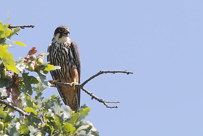 falco lodolaio