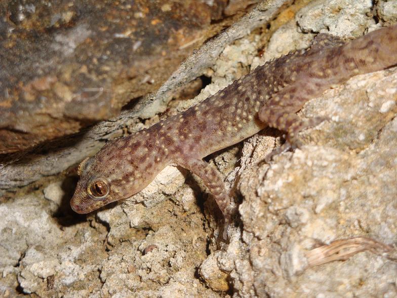 foto gechi dell''Elba