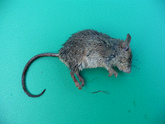 Mus o Apodemus? Giovane Rattus rattus