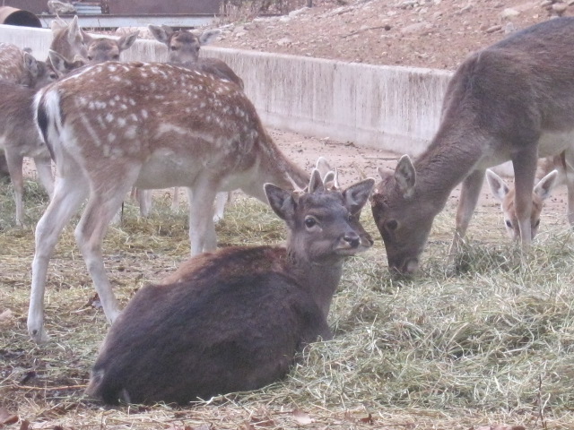 Daino: colorazione del mantello e altro...