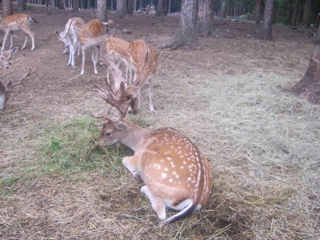 Daino: colorazione del mantello e altro...