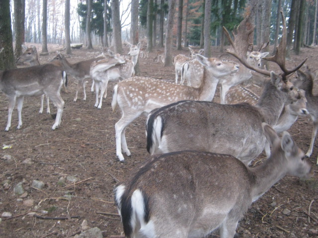 Daino: colorazione del mantello e altro...