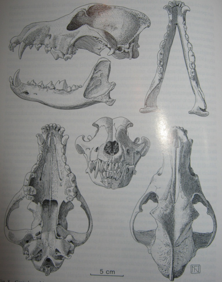 Cranio ..... canide?