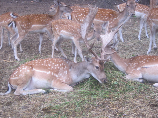 Daino: colorazione del mantello e altro...