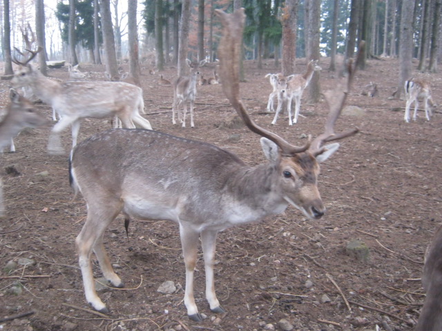 Daino: colorazione del mantello e altro...