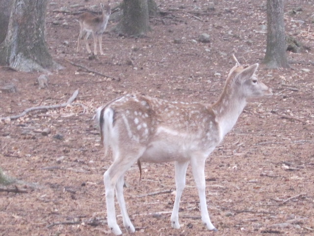 Daino: colorazione del mantello e altro...