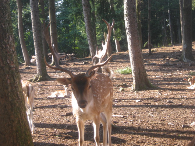 Daino: colorazione del mantello e altro...