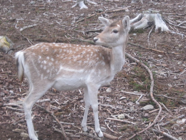 Daino: colorazione del mantello e altro...