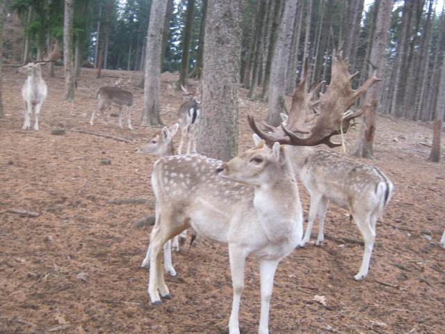 Daino: colorazione del mantello e altro...