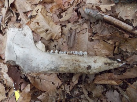 Mandibla di cinghiale .