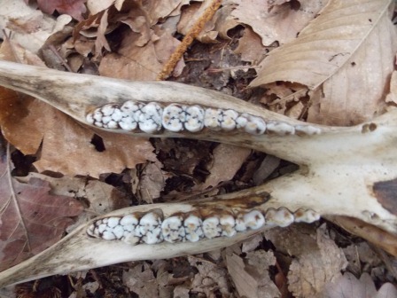 Mandibla di cinghiale .