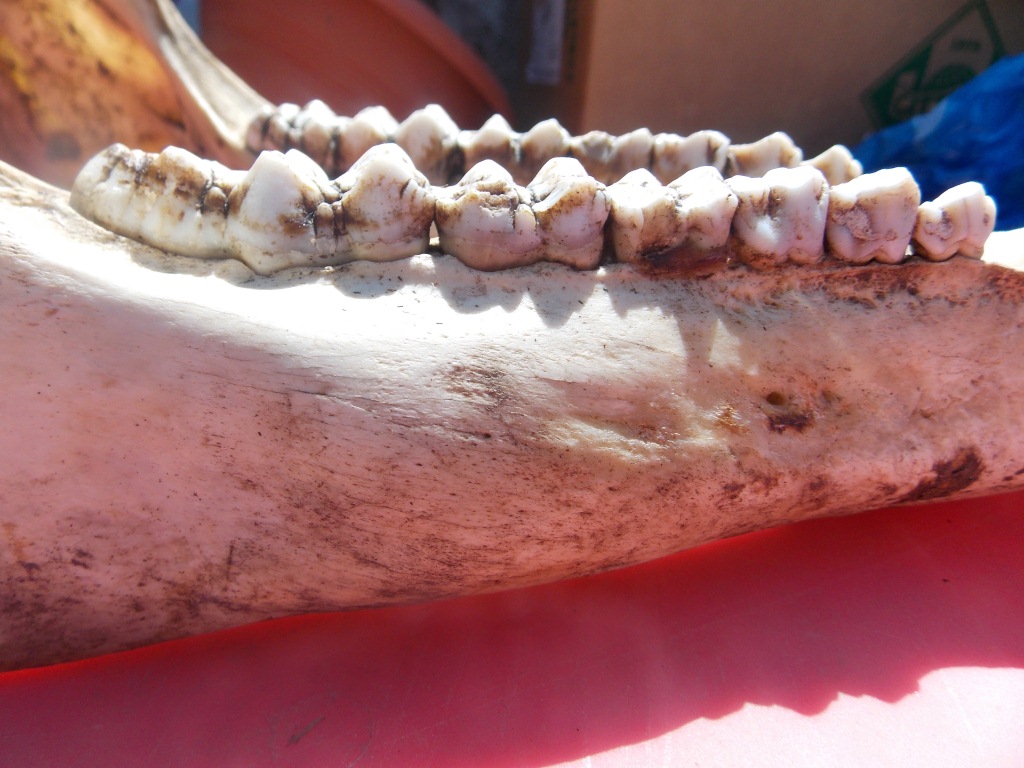 Mandibla di cinghiale .