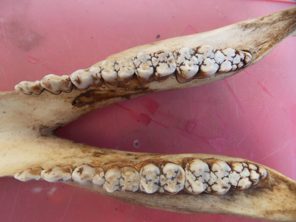 Mandibla di cinghiale .