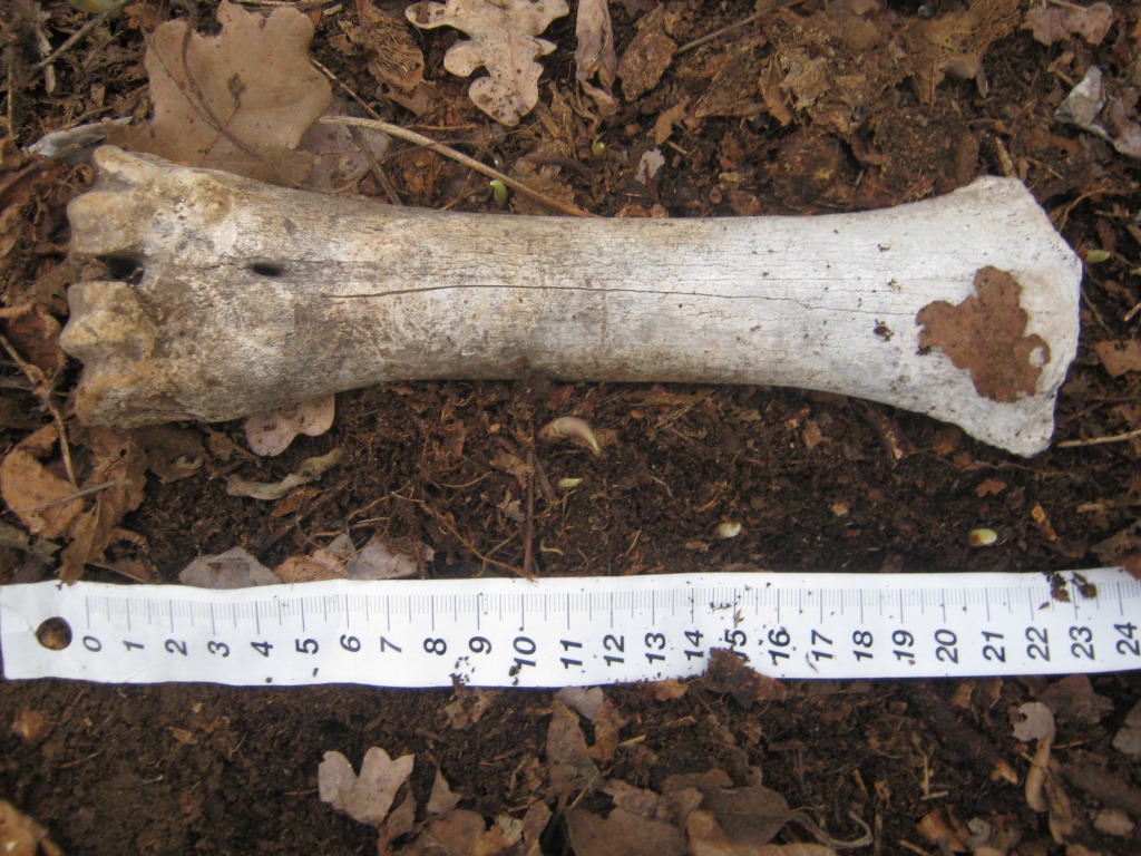 Tibia di cinghiale ?
