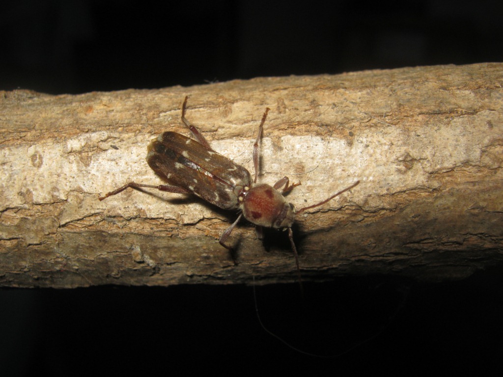 Xylotrechus stebbingi/smei