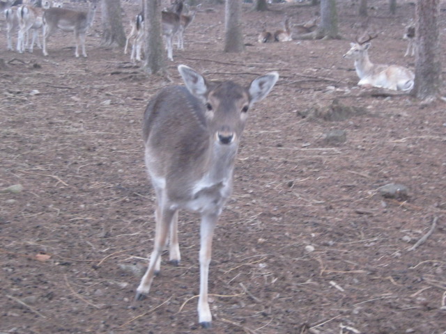 Daino: colorazione del mantello e altro...