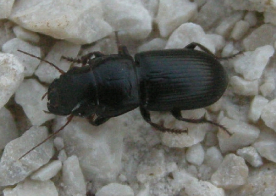 Acinopus picipes e Calathus sp, in Abruzzo