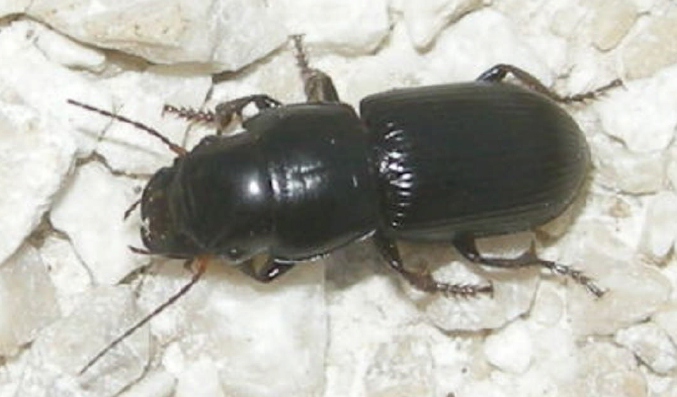 Acinopus picipes e Calathus sp, in Abruzzo