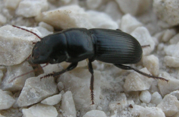Acinopus picipes e Calathus sp, in Abruzzo