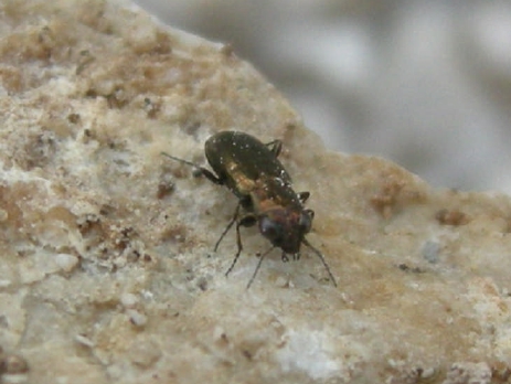 Notiophilus ? (Carabidae)