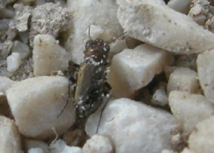 Notiophilus ? (Carabidae)