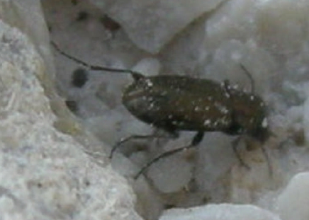 Notiophilus ? (Carabidae)