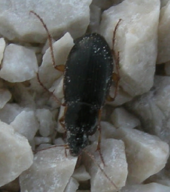 Acinopus picipes e Calathus sp, in Abruzzo