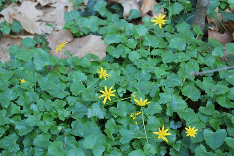 Ranunculus ficaria