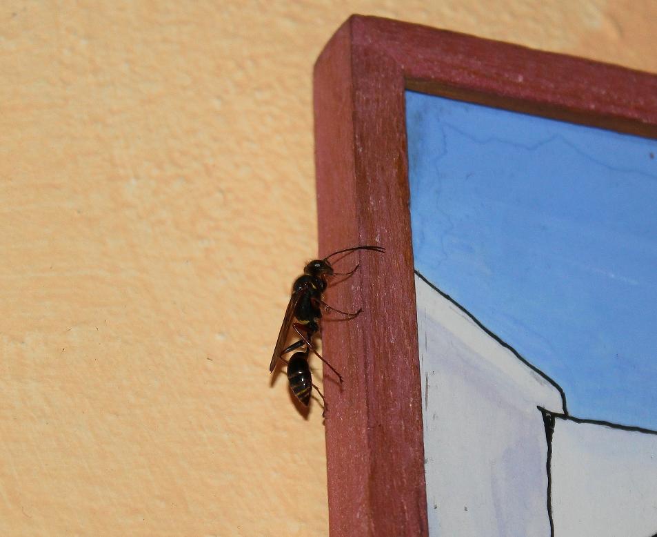 Sceliphron curvatum (Sphecidae)