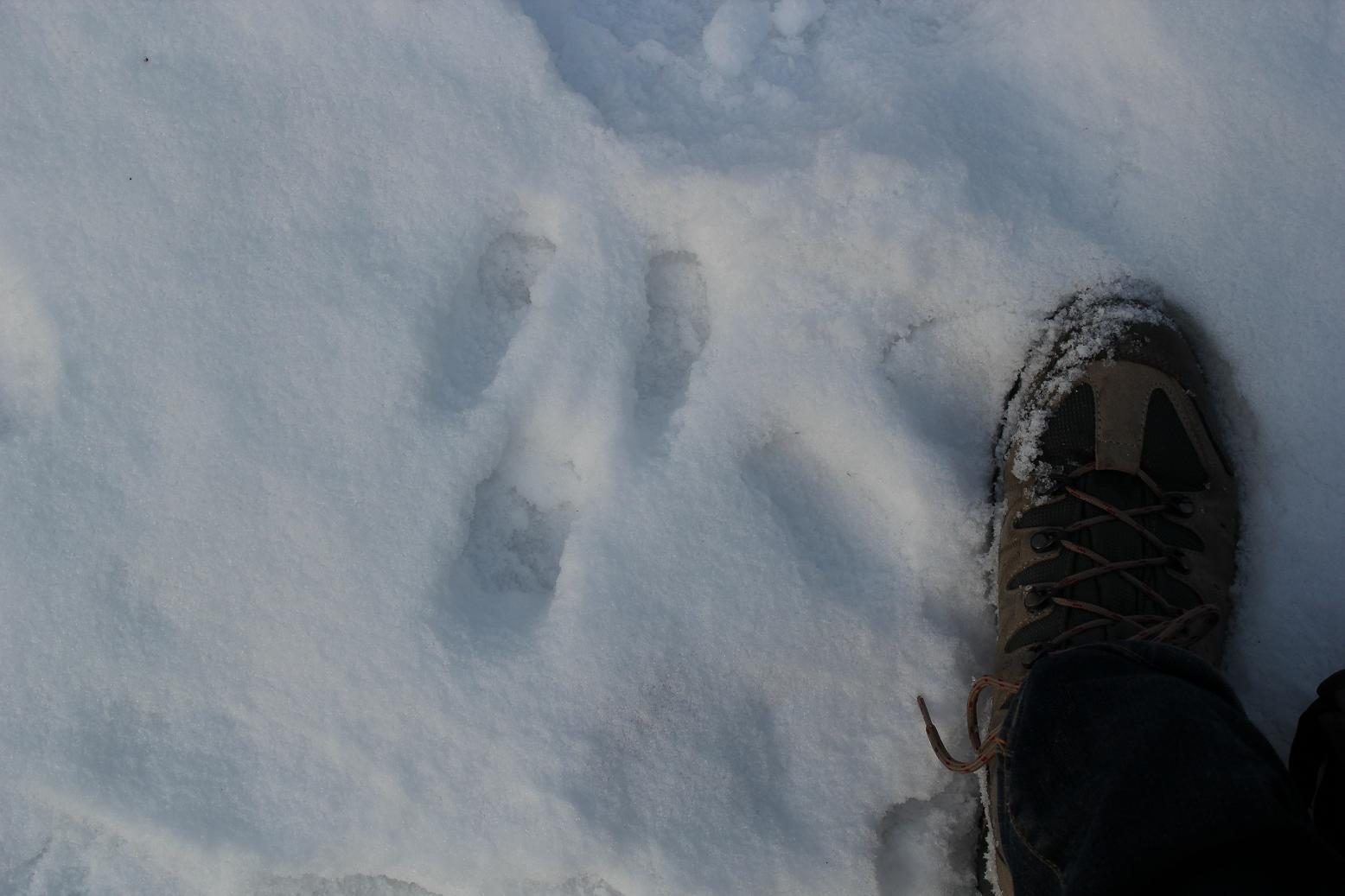 Impronte nella neve Lepre?